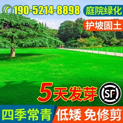 草坪草籽四季常青庭院矮生地毯草马尼拉护坡狗牙根绿化黑麦草种子
