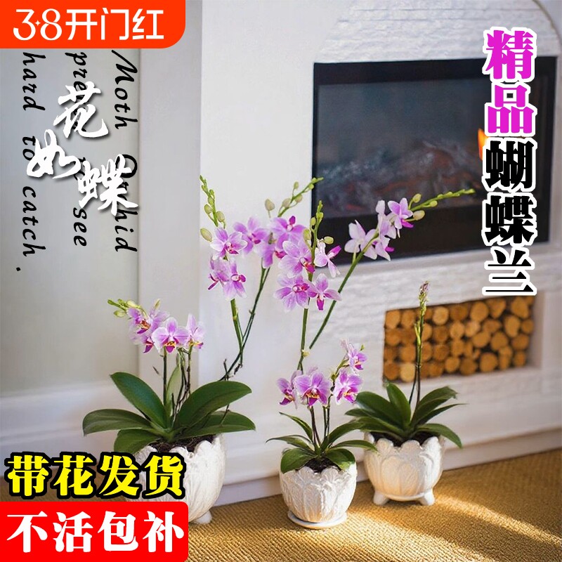基地直发带花蝴蝶兰大苗名贵品种洋兰花卉盆栽室内好养可水培绿植