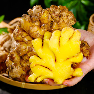 正宗农家新鲜小黄姜生姜干老姜嫩姜土姜子姜现挖高山沙姜5斤包邮