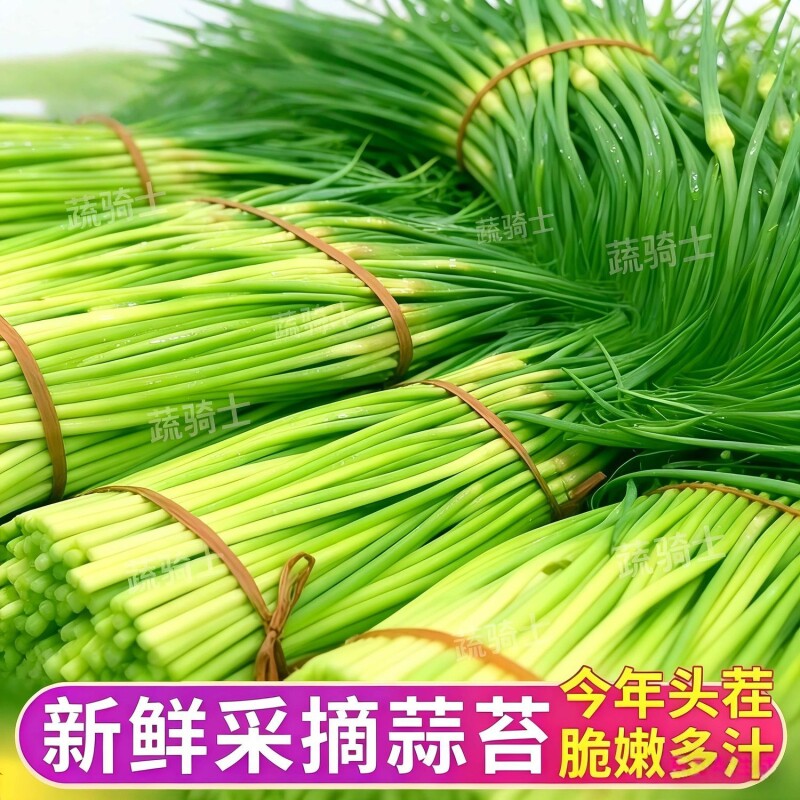 现摘露天红帽蒜苔新鲜农家自种当季蔬菜鲜嫩蒜毫蒜薹蒜苗3斤/5斤