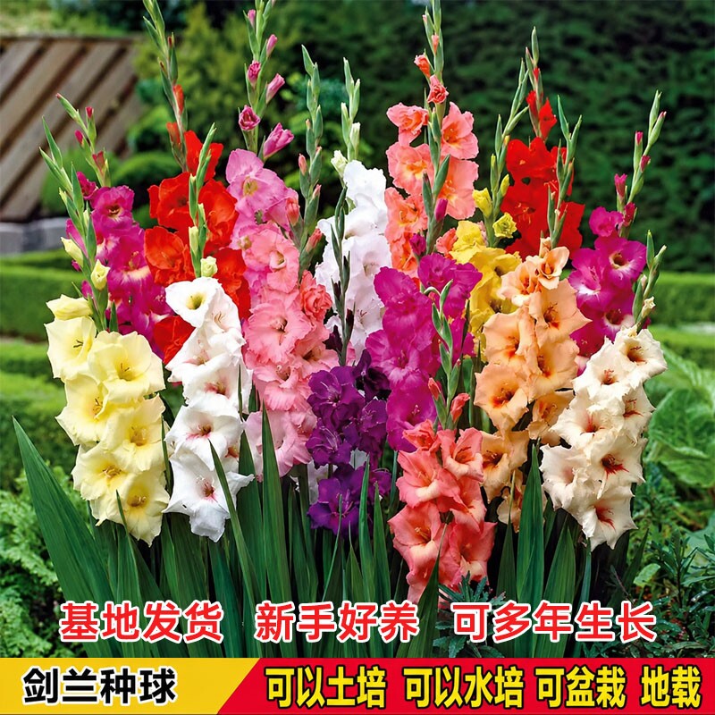 重瓣剑兰花花卉阳台植物盆栽绿植图片