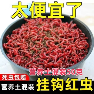 鲜活红虫营养土活饵特大号公虫鱼饵垂钓钓鱼拉饵野钓喂鱼食新鲜