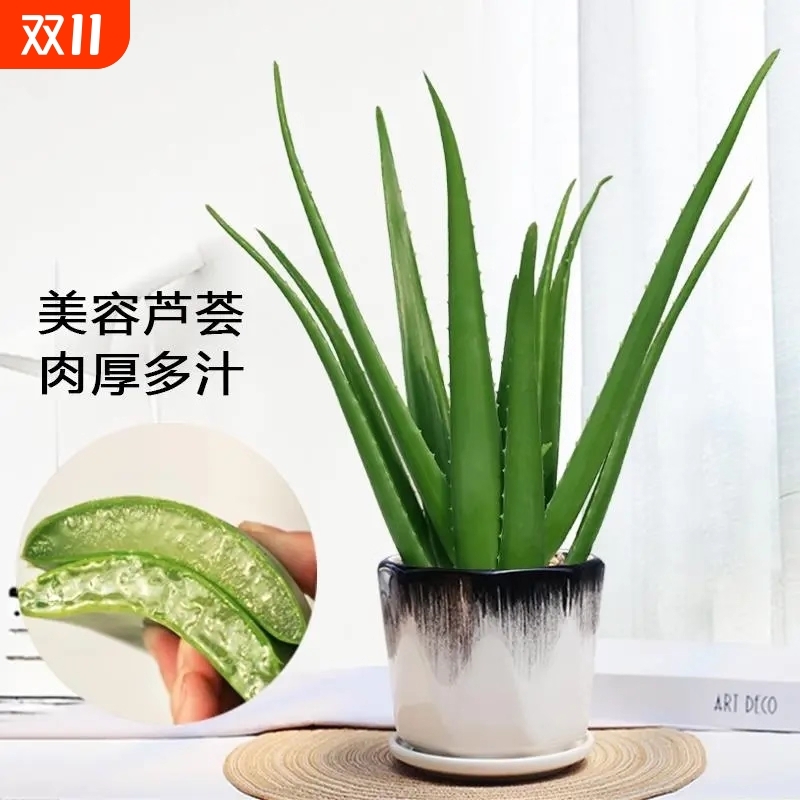 土壤湿度计检测仪提醒仪测试仪土地泥土水分计花盆可食用甲醛耐阴