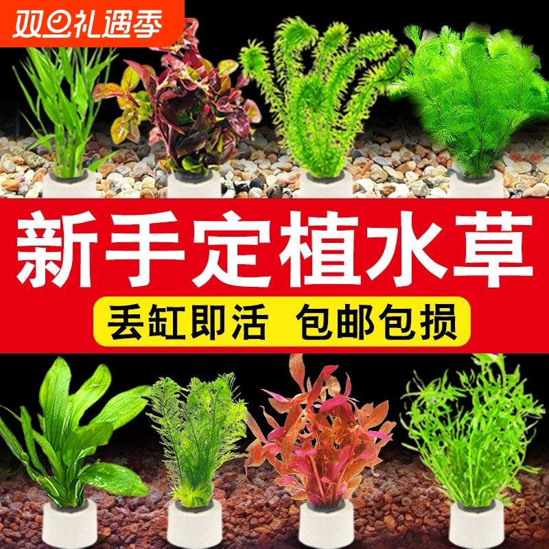鱼缸水草植物真草造景阴性水榕蜈蚣绿菊冒泡净水培菌新手装饰套餐