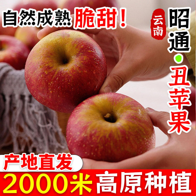 头茬鲜果现摘当季云南昭通野生丑苹果冰糖心苹果水果新鲜脆甜9斤,水产肉类/新鲜蔬果/熟食,苹果,淘宝优惠券,粉丝福利购,淘宝优惠卷