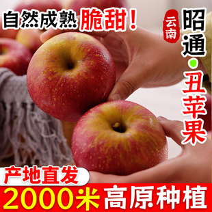 头茬鲜果现摘当季 云南昭通野生丑苹果冰糖心苹果水果新鲜脆甜9斤