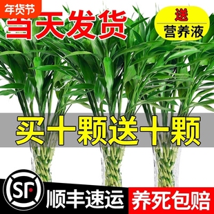 富贵竹水培植物客厅招财花卉绿植室内盆栽观音竹带根节节高发财竹