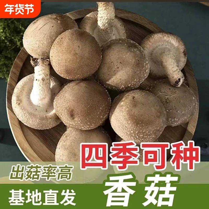 爆品热销!【香菇菌种】农友推荐正宗食用菇室内外种植