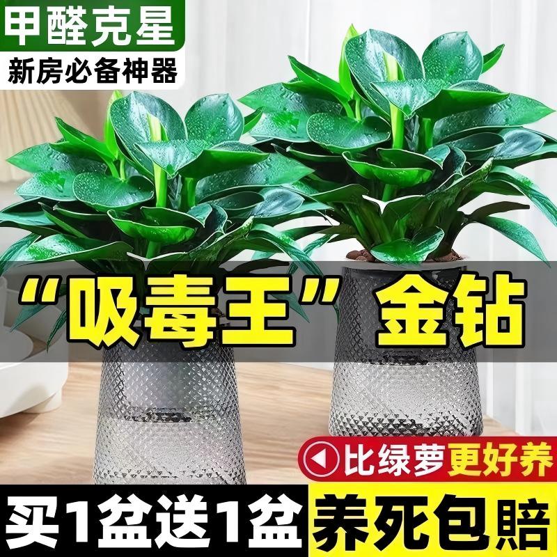 金钻盆栽绿植大盆绿萝除室内甲醛植物花卉水培办公室净化空气好养