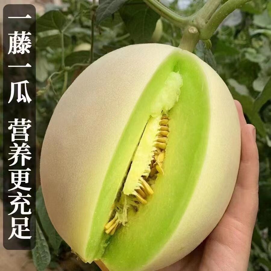 头茬山东玉菇甜瓜蜜瓜绿肉软糯甜瓜香瓜现摘新鲜水果香瓜