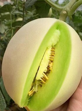 头茬山东玉菇甜瓜蜜瓜绿肉软糯甜瓜香瓜现摘新鲜水果冰淇淋优选