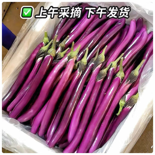 紫线茄产地直发新鲜包邮紫长茄