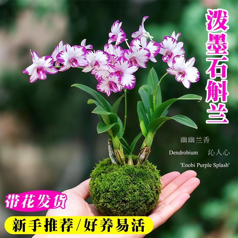 现带花苞名贵泼墨秋石斛兰花苗室内好养浓香懒人水培盆栽花卉绿植