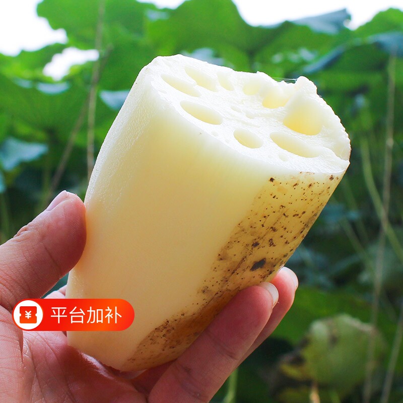新鲜莲藕现挖带泥菜藕脆藕鲜藕莲藕炒食藕糖藕卤藕湖北莲藕新鲜