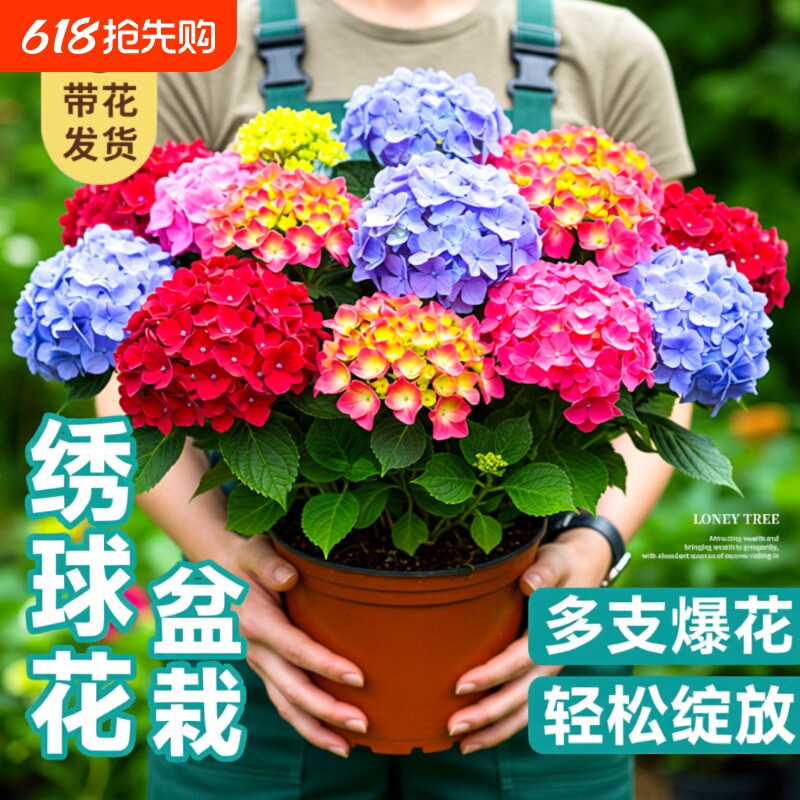 无尽夏绣球花苗盆栽带花苞四季开花卉绿植物室内阳台庭院老桩鲜花
