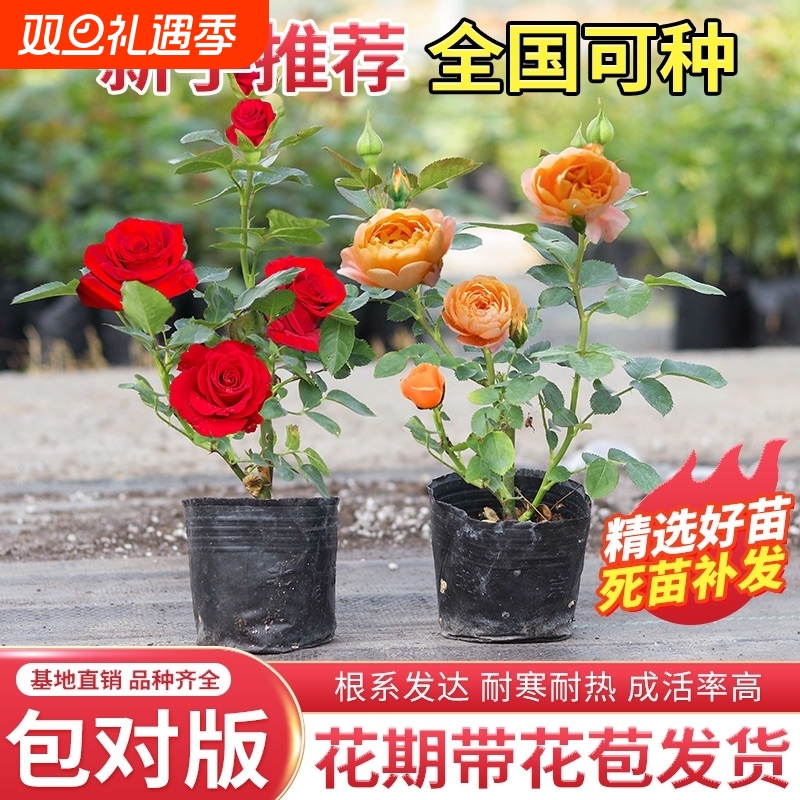 玫瑰花苗月季小苗四季开花盆栽花卉爬藤绿植物大藤本月季花苗耐寒