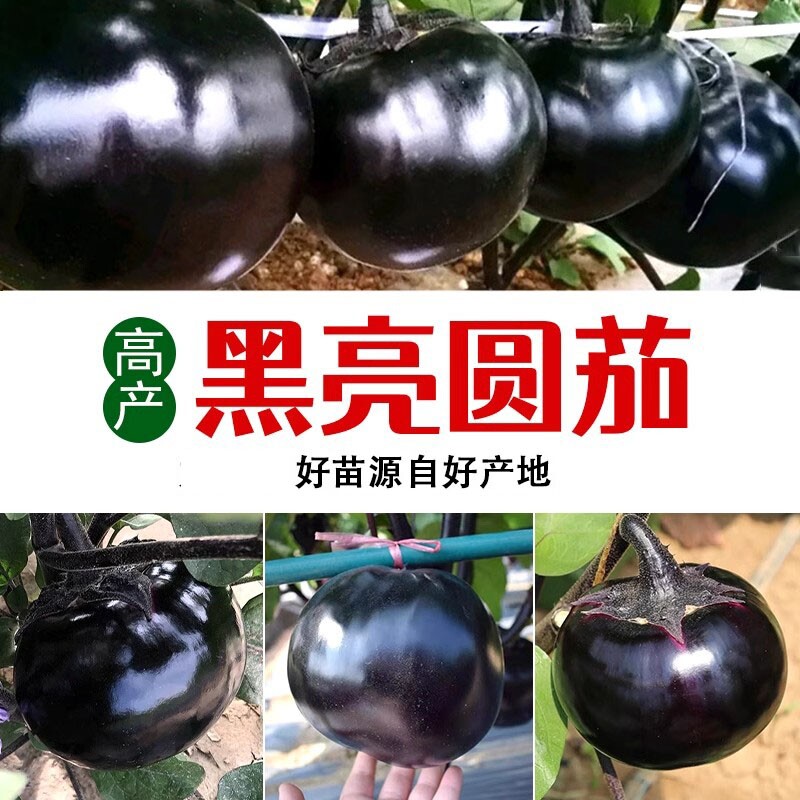 黑圆茄子苗高产快茄幼苗茄苗种子四季种植蔬菜秧草莓西红柿甜椒