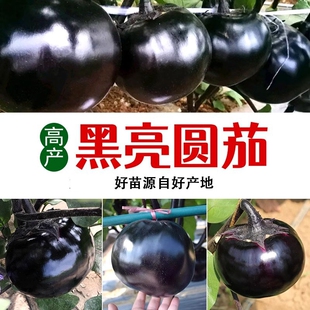 黑圆茄子苗高产快茄幼苗茄苗种子四季种植蔬菜秧草莓西红柿甜椒