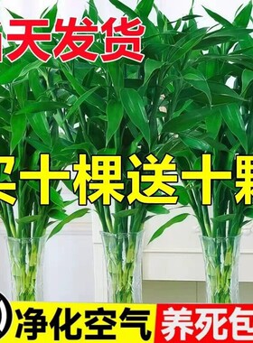 富贵竹水培植物节节高粗杆绿植室内盆栽观音竹带根紫色发财竹客厅