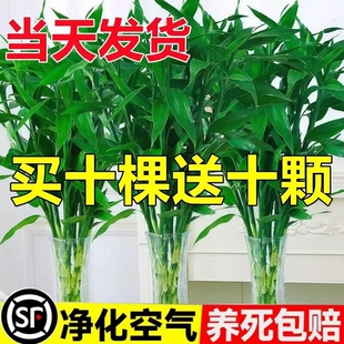 富贵竹水培植物节节高招财粗杆绿植室内盆栽观音竹带根紫色发财竹