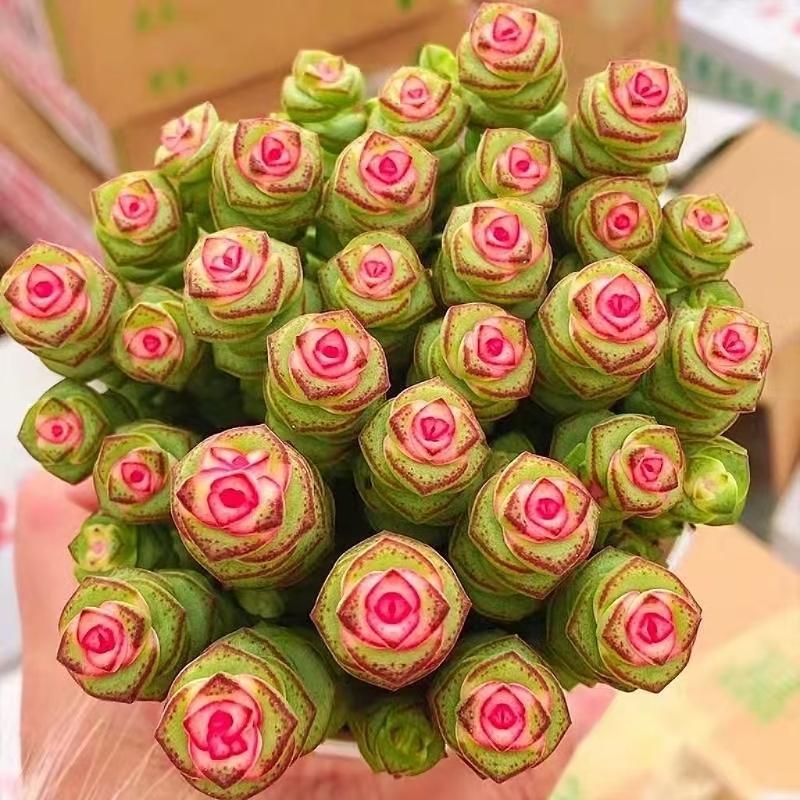 彩色钱串多肉植物室内新手好养肉肉钱串子品种盆栽花卉招财桌面盆