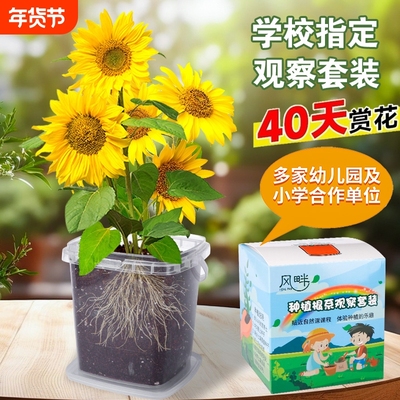 儿童向日葵凤仙花|超4000次加购