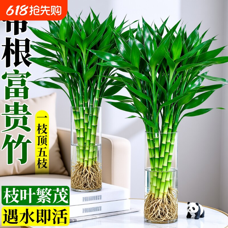 带根富贵竹水培植物粗杆客厅招财竹节盆栽开运水养节节高桌面绿植