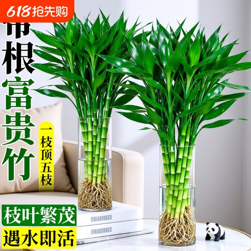 带根富贵竹水培植物粗杆客厅招财竹节盆栽开运水养节节高桌面绿植