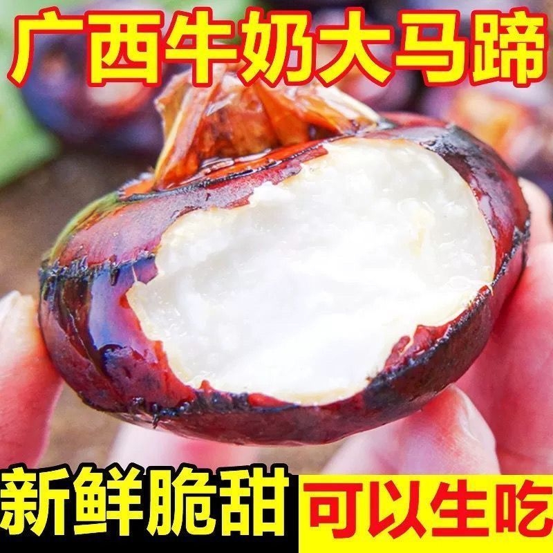 马蹄荸荠新鲜脆甜奶香马蹄荸荠批发特大地梨多汁地栗应季水果蔬菜