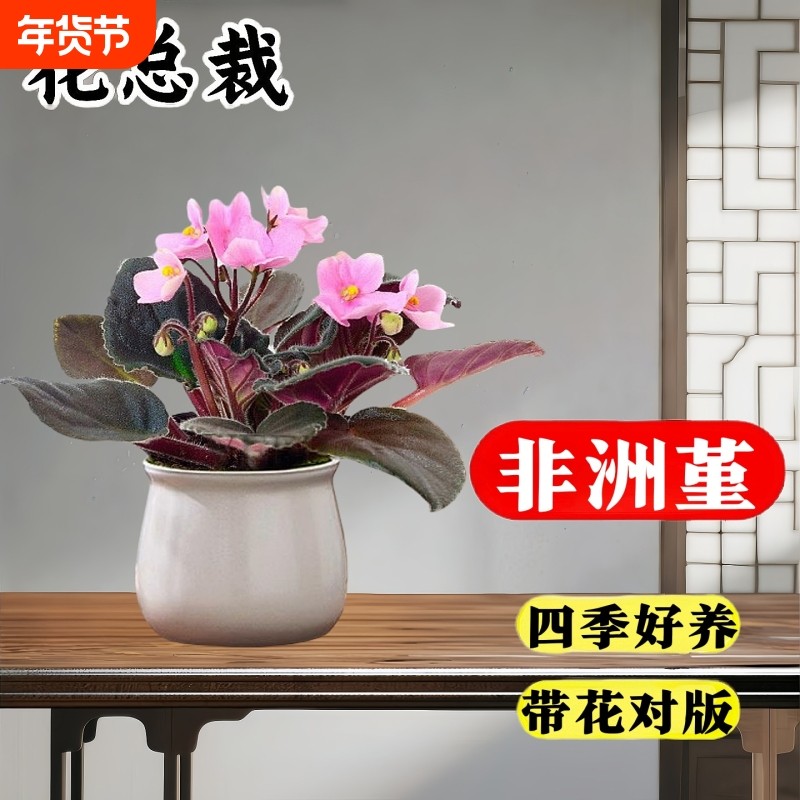 非洲堇紫罗兰盆栽带花苞重瓣四季大苗好养活花卉植物室内开花客厅