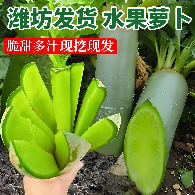 水果萝卜新鲜正宗潍坊青萝卜脆甜现摘现发水果型即食萝卜产地直发