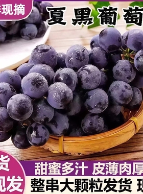 夏黑葡萄当季新鲜水果现摘脆甜无籽黑提黑加仑整串大果时令鲜果