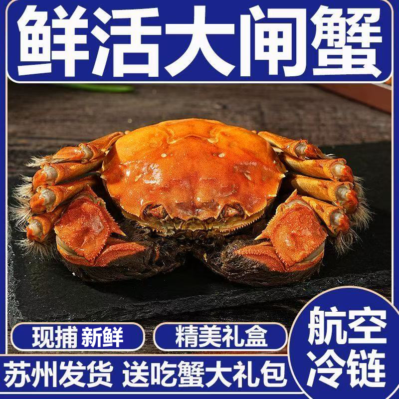 现货鲜活大闸蟹公母螃蟹生鲜海鲜水产礼盒装6/12含绳工具苏州发货