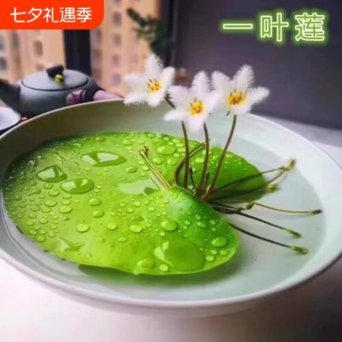 一叶莲浮萍水生植物鱼缸造景碗莲睡莲净化水质增氧鱼缸生态缸躲避