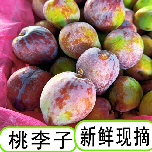 东北桃李子鸡心李子酸甜好吃