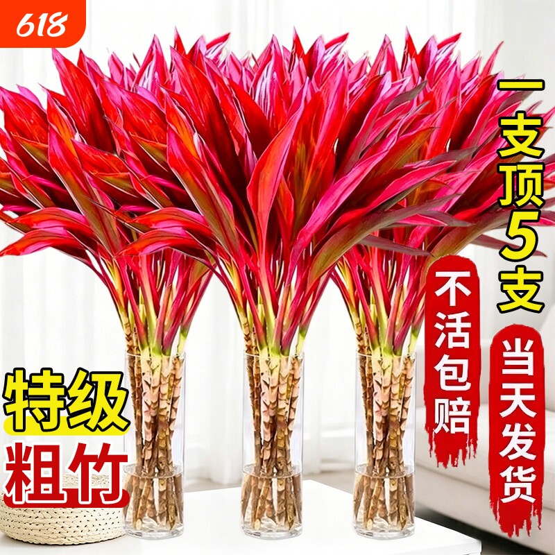 富贵竹水培植物紫竹鸿运特粗杆大颗叶风水发财树节节高升客厅招财