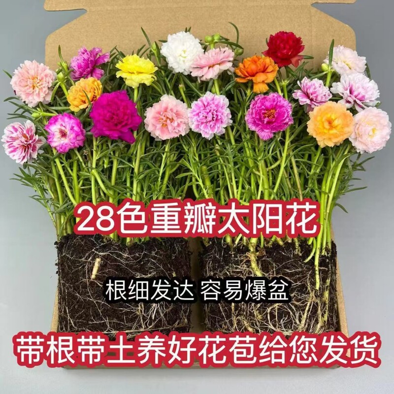 太阳花花苗重瓣大花太阳花种子太阳花盆栽室内桌面苗绿植花花卉籽