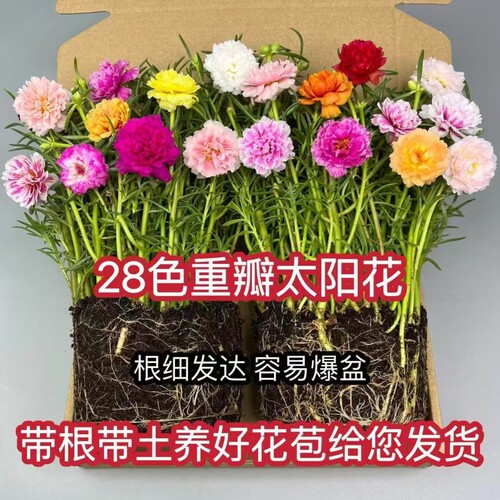 太阳花花苗重瓣大花太阳花种子太阳花盆栽室内桌面苗绿植花花卉籽