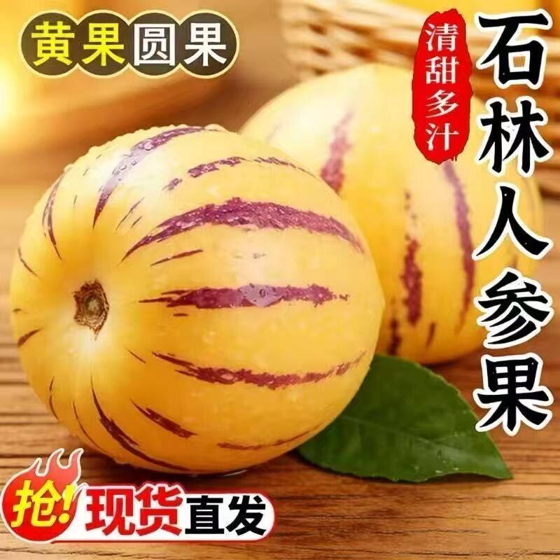云南石林七彩人参果圆果黄肉大果新鲜水果人叁果树上熟多汁香甜