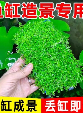 超值盒装爬地矮珍珠水草