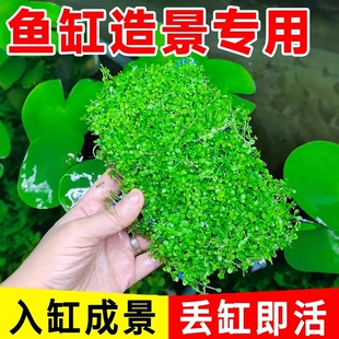 水草造景爬地矮珍珠水鱼缸专用草坪杯前景草生态水质沉底无菌牛毛