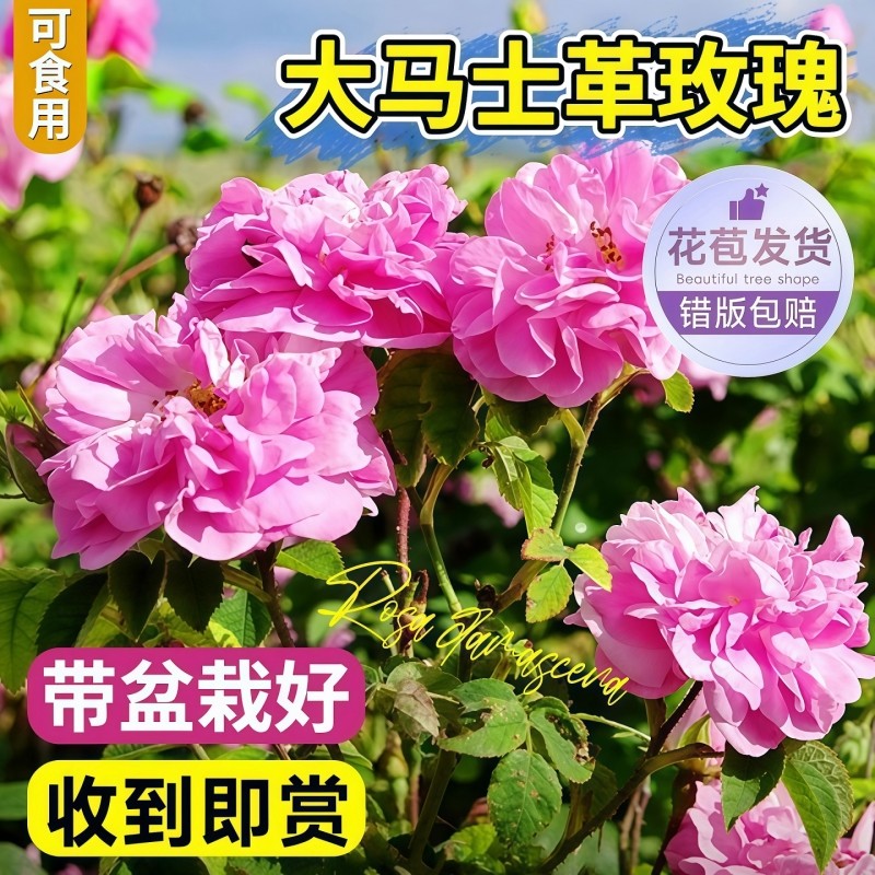 玫瑰花苗大马士革月季盆栽滇红阳台四季开花带花苞花卉绿植易成活
