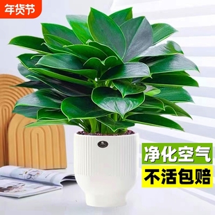 金钻盆栽水培大叶绿公主植物室内绿植桌面天堂鸟好养绿萝吸除甲醛