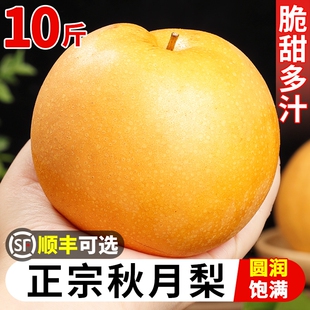 秋月梨新鲜水果5斤脆甜多汁当季采摘整箱冰糖山东秋月梨礼盒