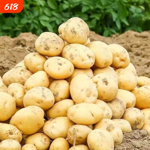 【黄皮黄心】2026年贵州毕节豆当季新鲜马铃薯洋芋沙面整箱