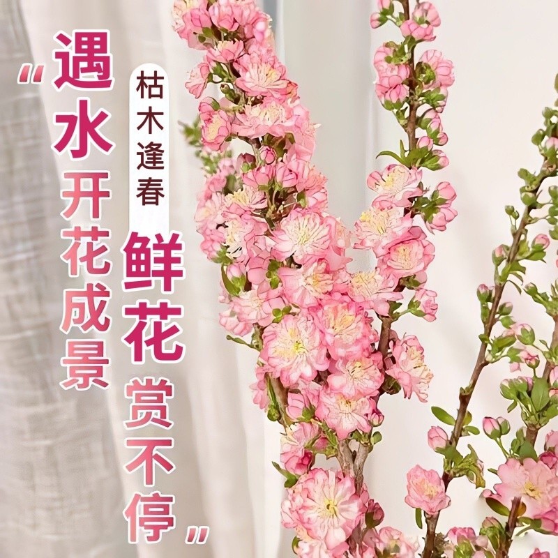 【遇水开花】带苞水培耐寒室内网红珍珠李水养干枝爆款年宵花卉
