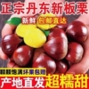 【新下树】5斤现摘丹东板栗