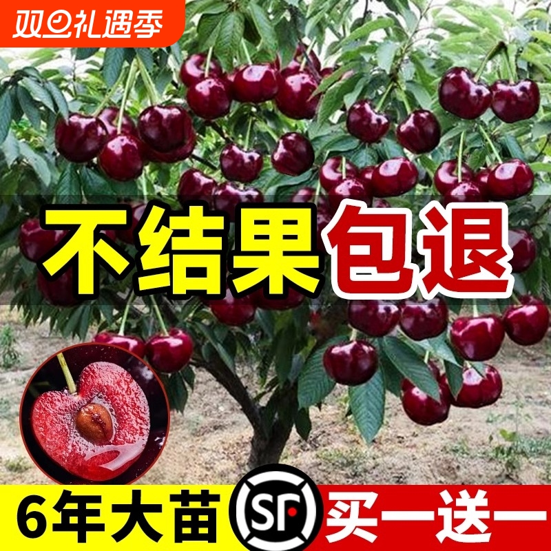 车厘子树苗樱桃树苖南方北方种植盆栽庭院果树苗矮化大樱桃苗耐寒