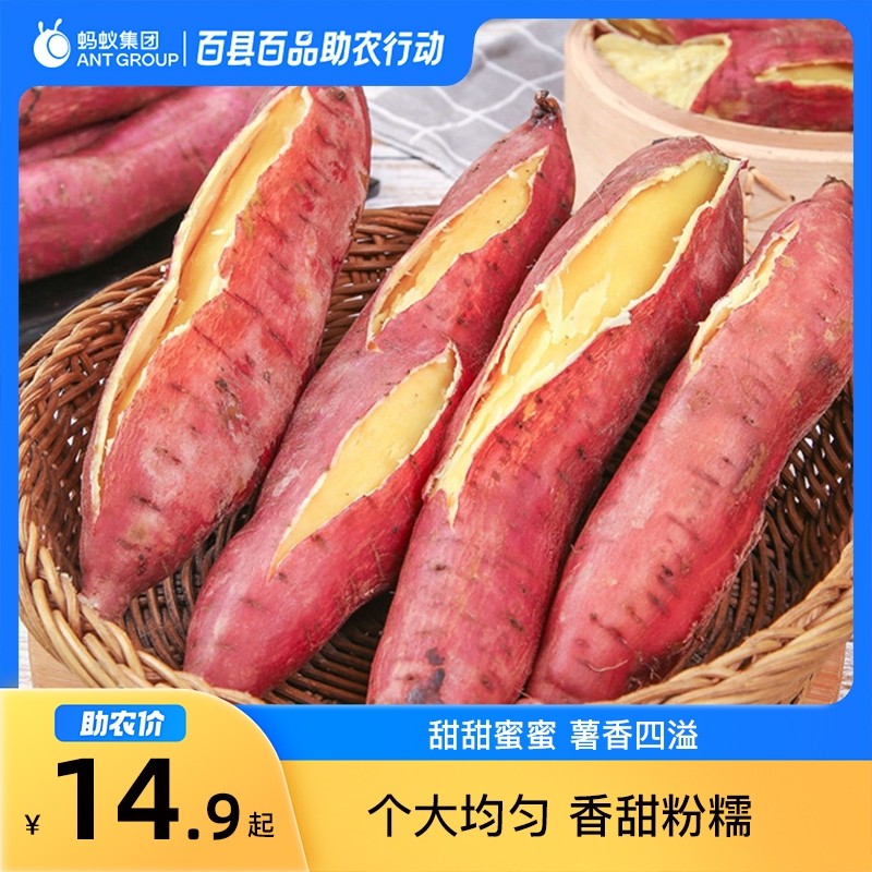 8月百县百品助农河南范县板栗红薯2斤香甜行动味道