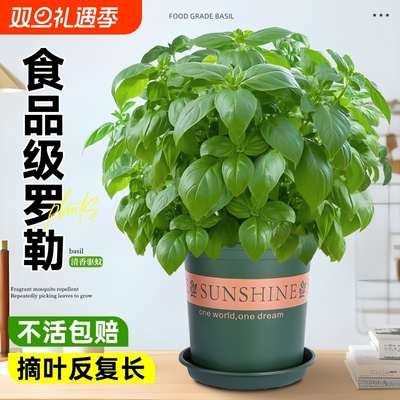 罗勒盆栽可食用九层塔金不